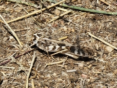 Dissosteira spurcata