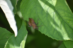 Piezogaster auriculatus