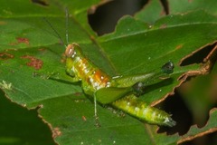 Chloropseustes