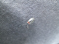 Disonycha pensylvanica