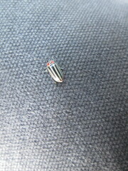 Disonycha pensylvanica