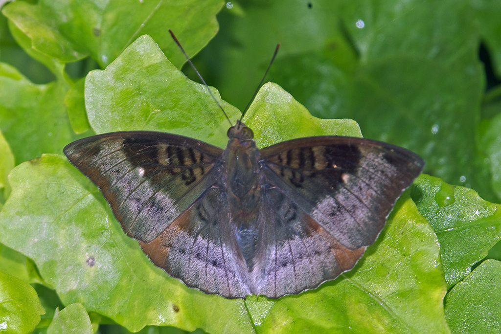 Baron and Duke Butterflies