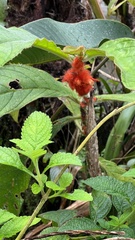 Columnea purpurata