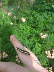 Speocropia chromatica