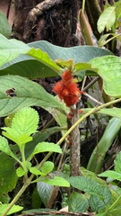 Columnea purpurata