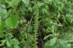 Platanthera unalascensis