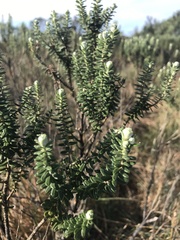 Baccharis uncinella