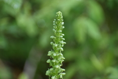 Platanthera unalascensis