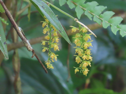 Epidendrum ferrugineum Hágsater 3