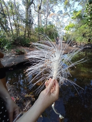 Pseudobombax palmeri