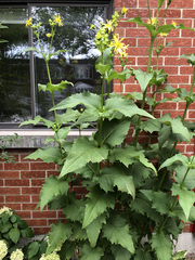 Silphium perfoliatum
