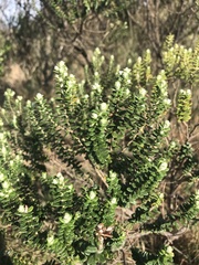 Baccharis uncinella