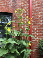 Silphium perfoliatum