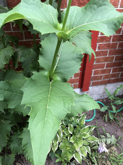 Silphium perfoliatum