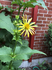 Silphium perfoliatum