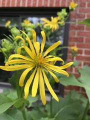Silphium perfoliatum