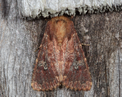 Sideridis congermana