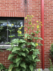 Silphium perfoliatum