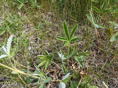 Potentilla pulcherrima