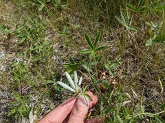 Potentilla pulcherrima