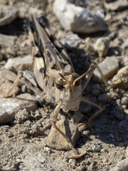 Encoptolophus costalis