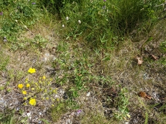 Potentilla pulcherrima