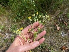 Potentilla pulcherrima
