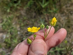 Potentilla pulcherrima