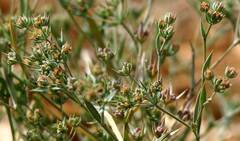 Bupleurum semicompositum