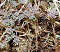 Bupleurum semicompositum