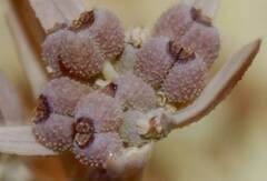 Bupleurum semicompositum