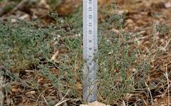 Bupleurum semicompositum