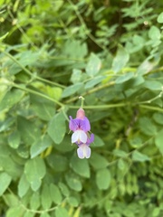 Lathyrus jepsonii californicus