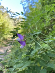 Lathyrus jepsonii californicus
