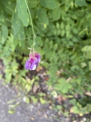Lathyrus jepsonii californicus