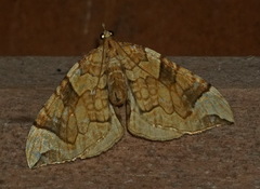 Eulithis propulsata