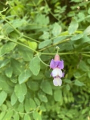 Lathyrus jepsonii californicus