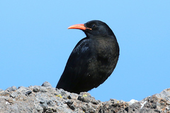 Pyrrhocorax pyrrhocorax barbarus