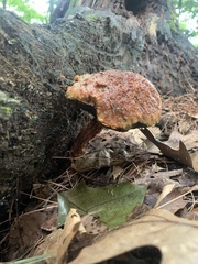 Aureoboletus russellii