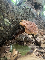 Aureoboletus russellii