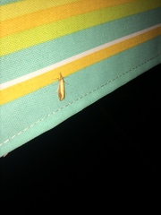 Donacaula melinellus