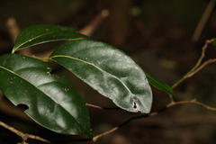 Cryptocarya foetida