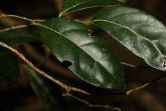 Cryptocarya foetida