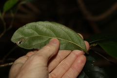 Cryptocarya foetida