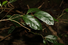 Cryptocarya foetida