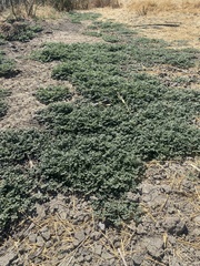 Glinus lotoides