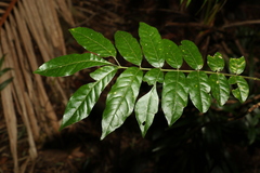 Flindersia xanthoxyla