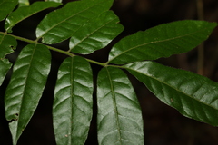 Flindersia xanthoxyla