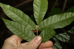 Flindersia xanthoxyla