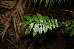 Flindersia xanthoxyla